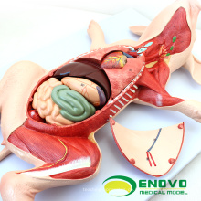 A02 (12002) Spanferkel abnehmbare Organe Anatomische Modelle für Tierarzt Studie 12002